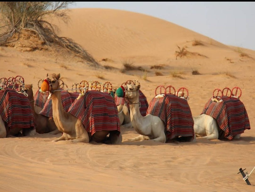 Camel Ride Hire