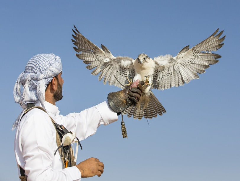 Falcon Person