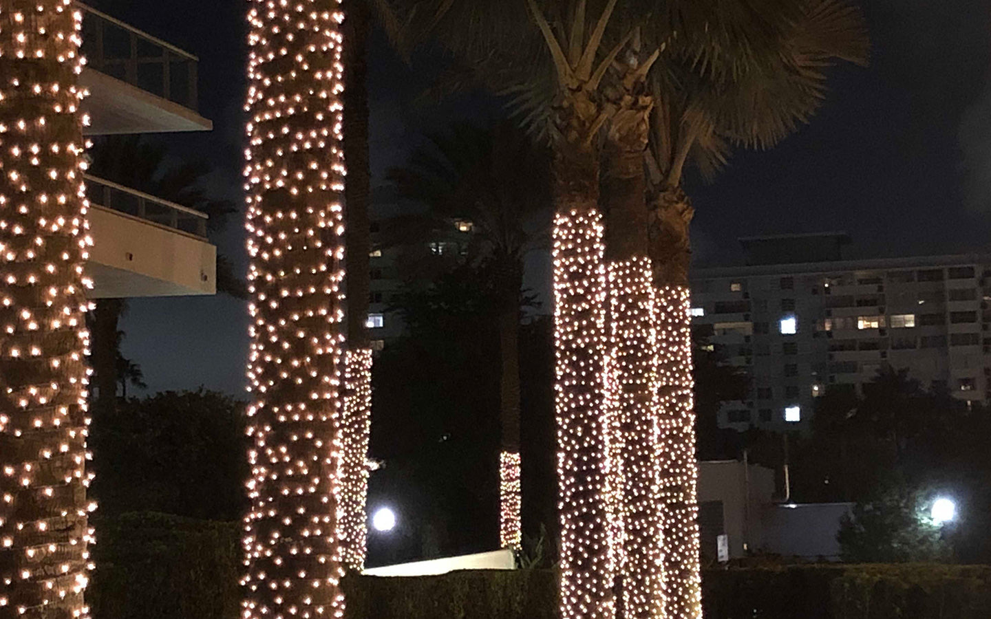 Diwali Fairy Lights on Trees