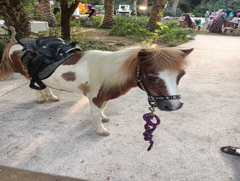 Pony Ride Hire